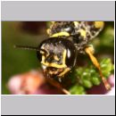 Mellinus arvensis - Kotwespe w31.jpg